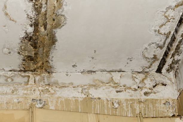 Mold Removal for HVAC Installations in Magnolia, TX